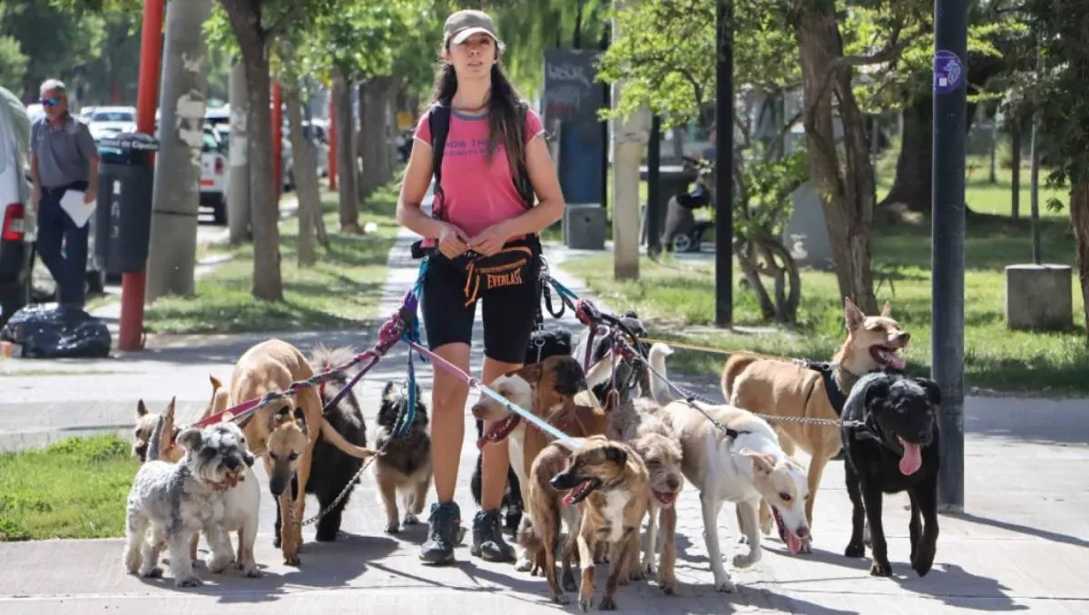 Paseo de perros 1
