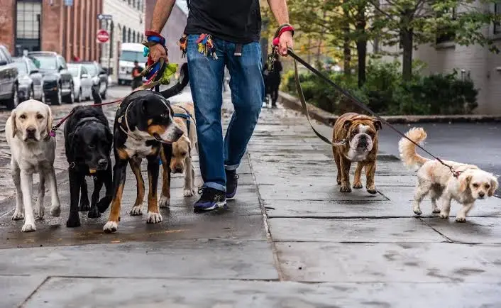 Paseo de perros 2