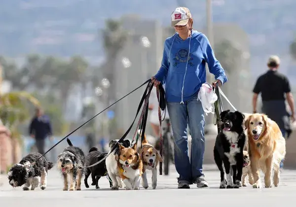 Paseo de perros 3