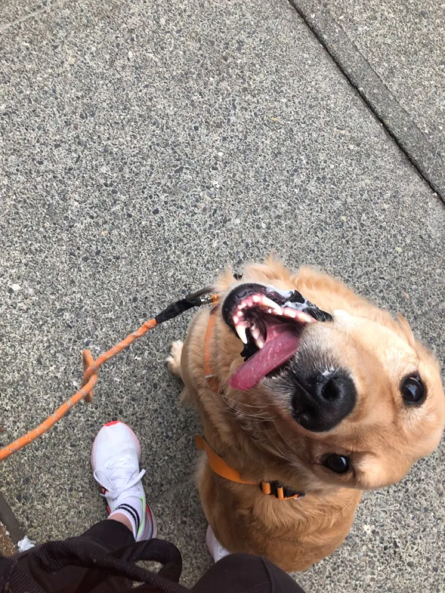 Paseo de perros 4