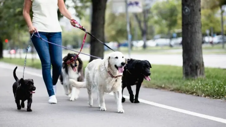 Paseo de perros 5