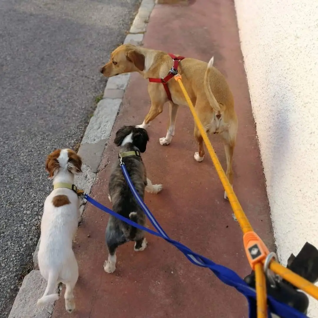 Paseo de perros 6